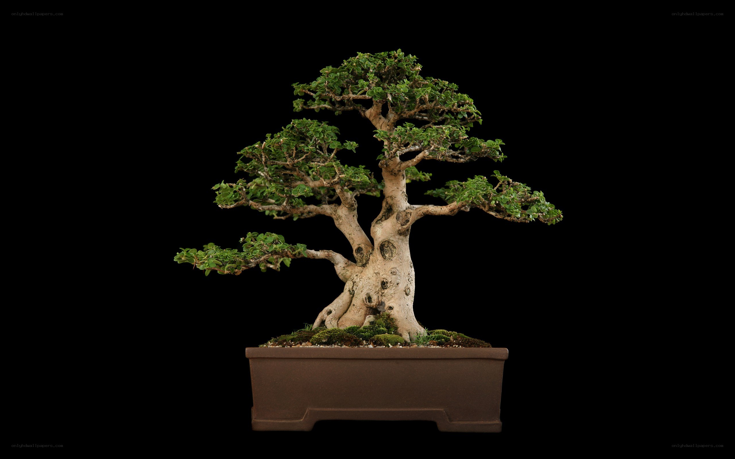 Bonsai tree in a pot