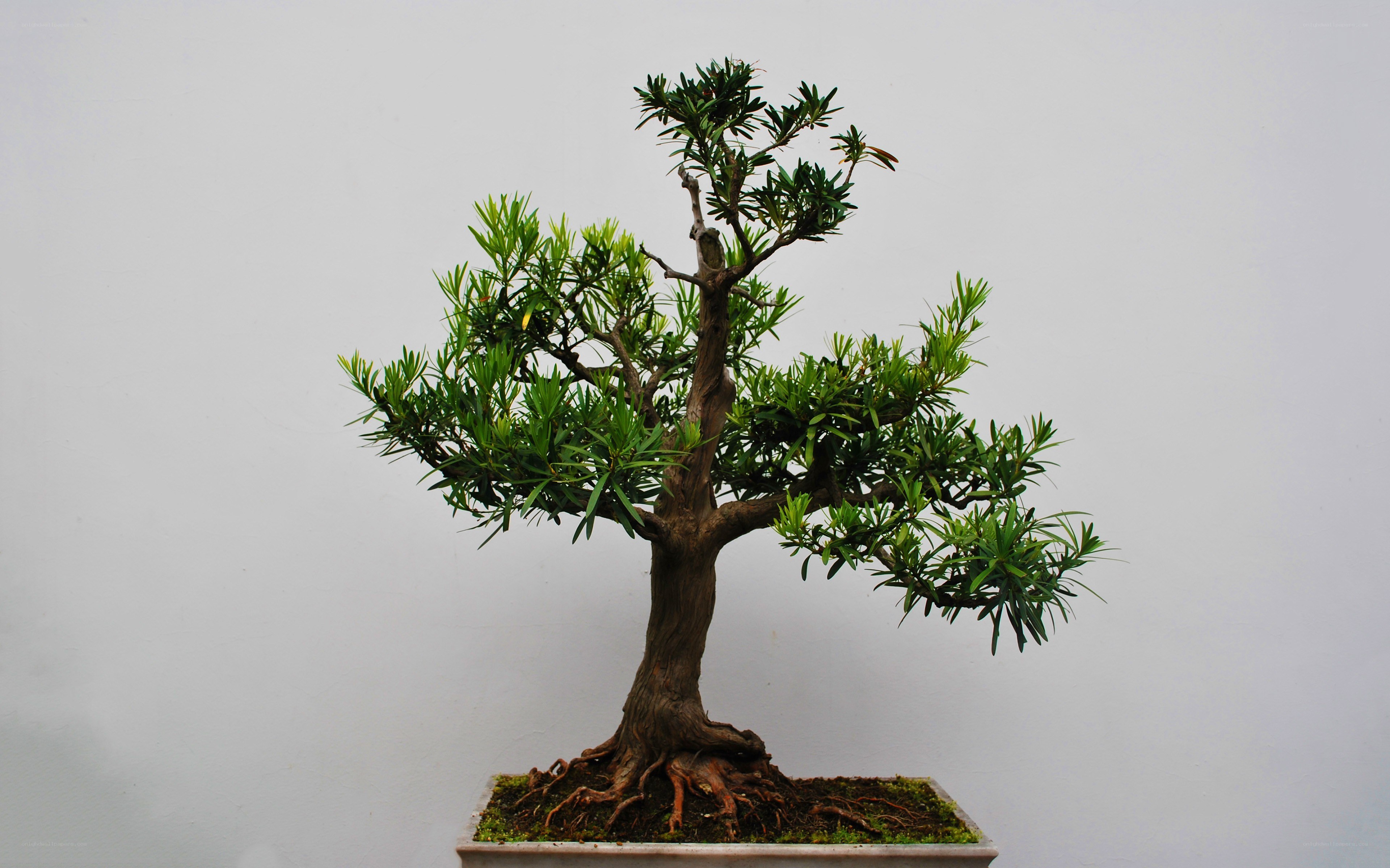 Bonsai tree in a pot