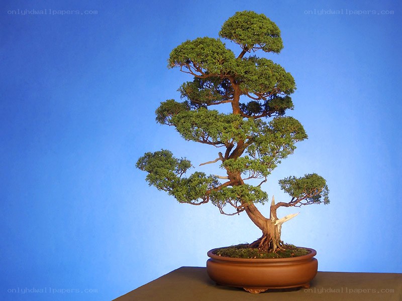 bonsai tree in a pot