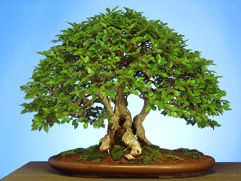 bonsai tree in a pot