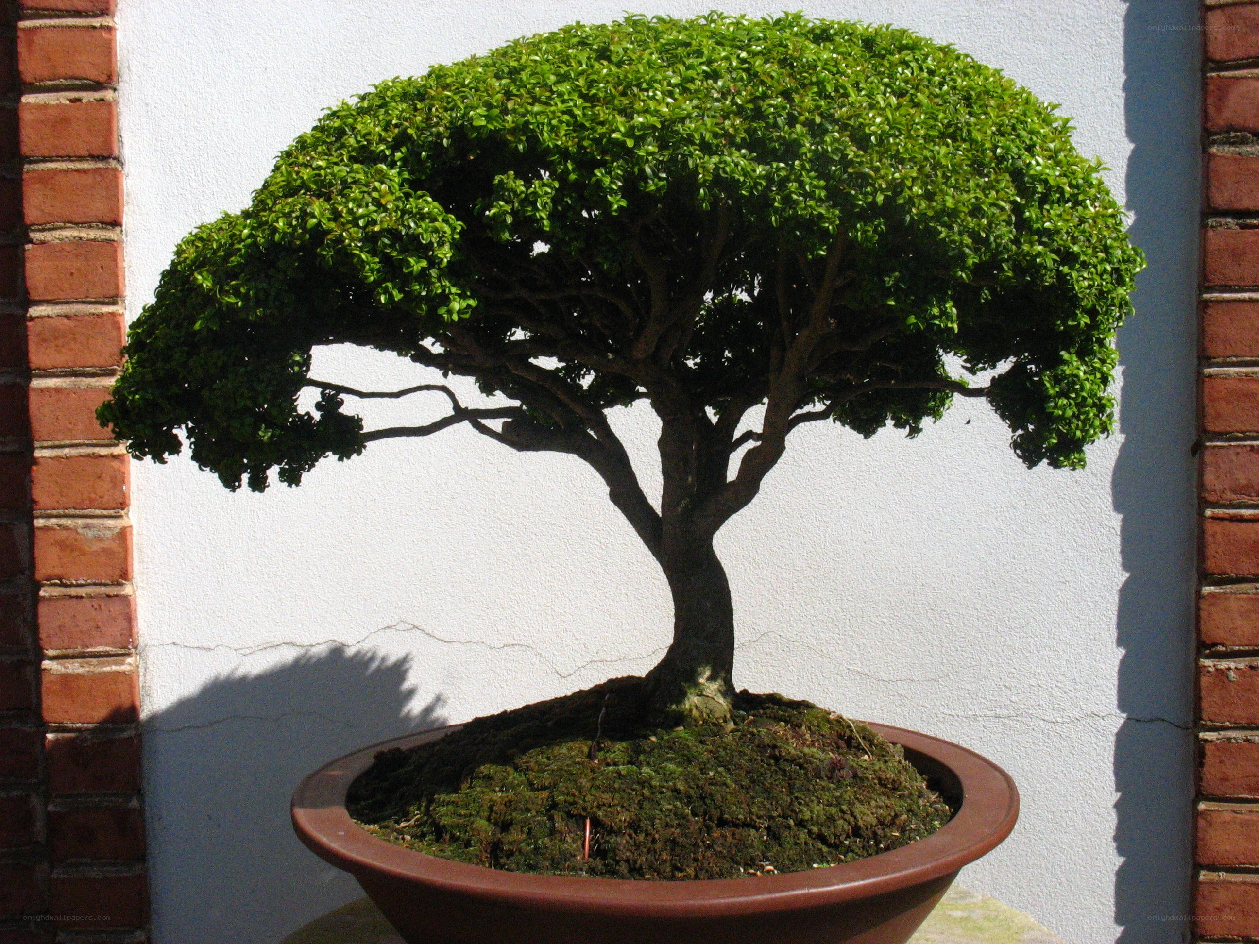 Bonsai tree in a pot