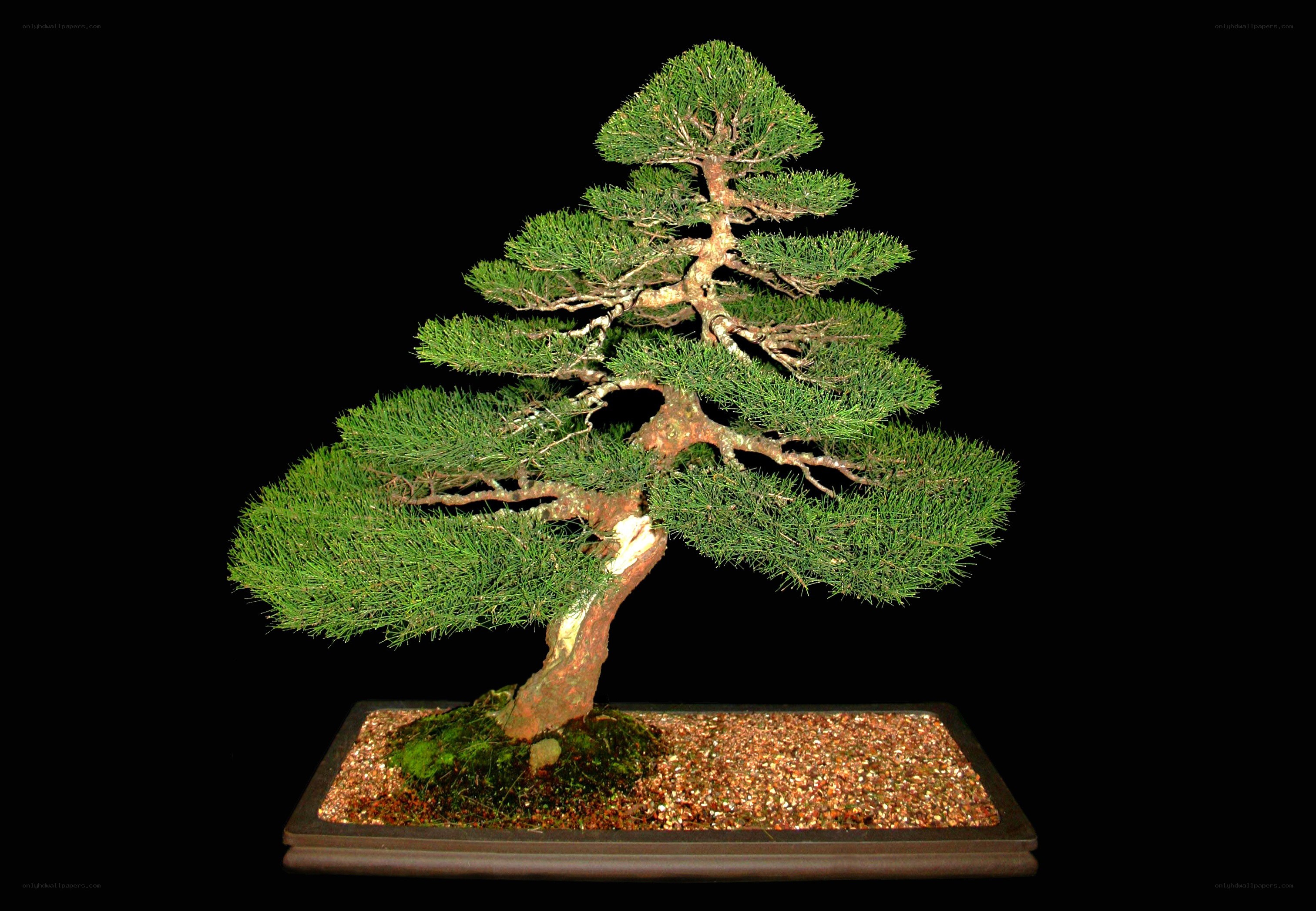 Bonsai tree in a pot