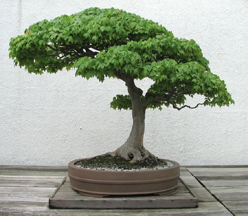 bonsai tree in a pot