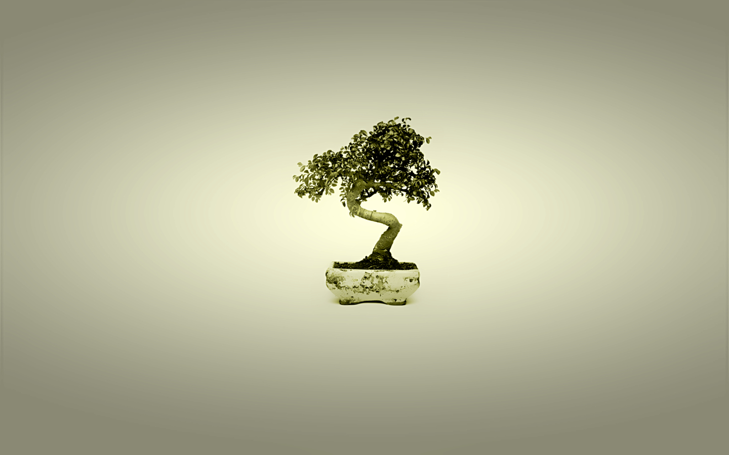 bonsai tree in a pot
