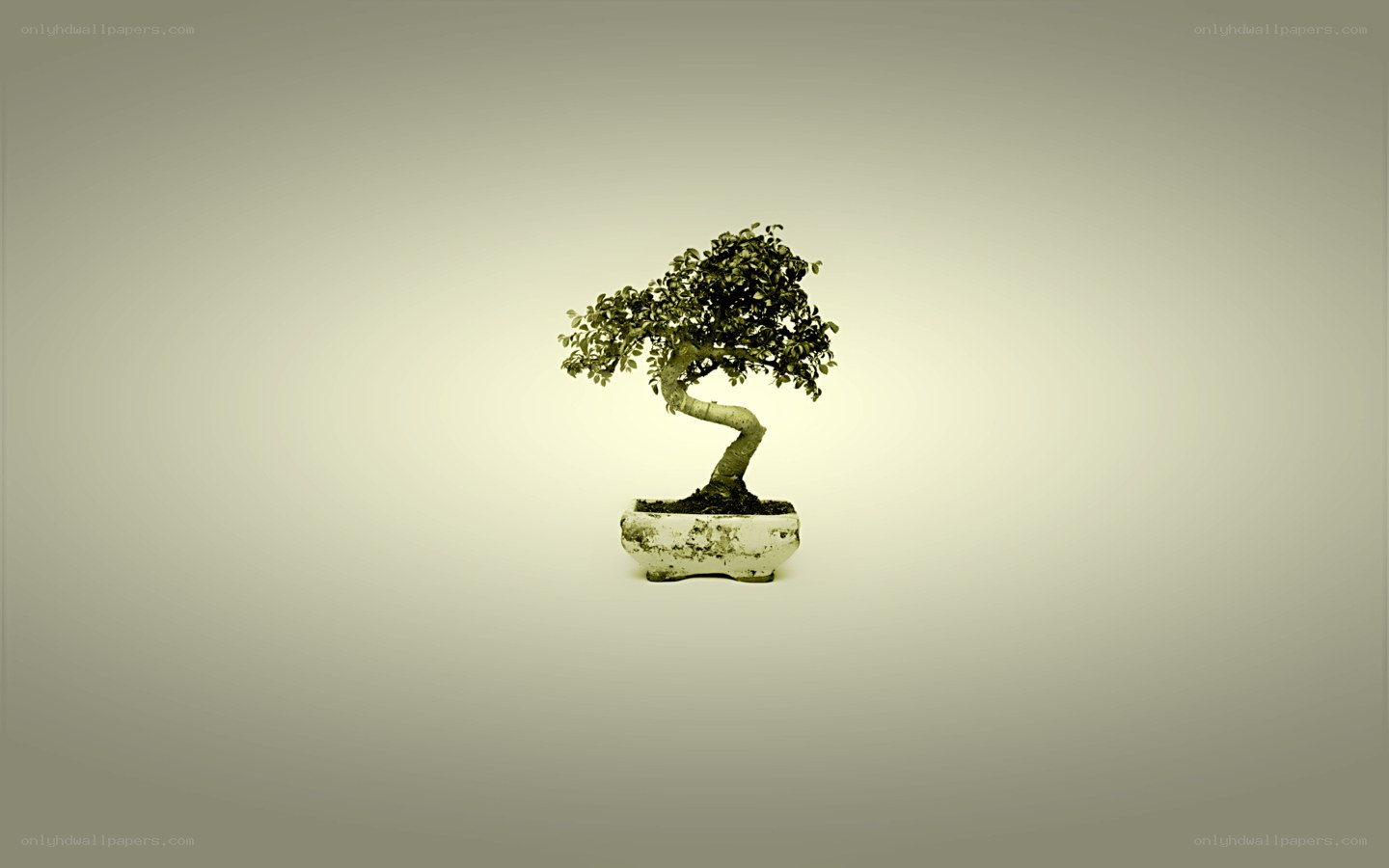 bonsai tree in a pot