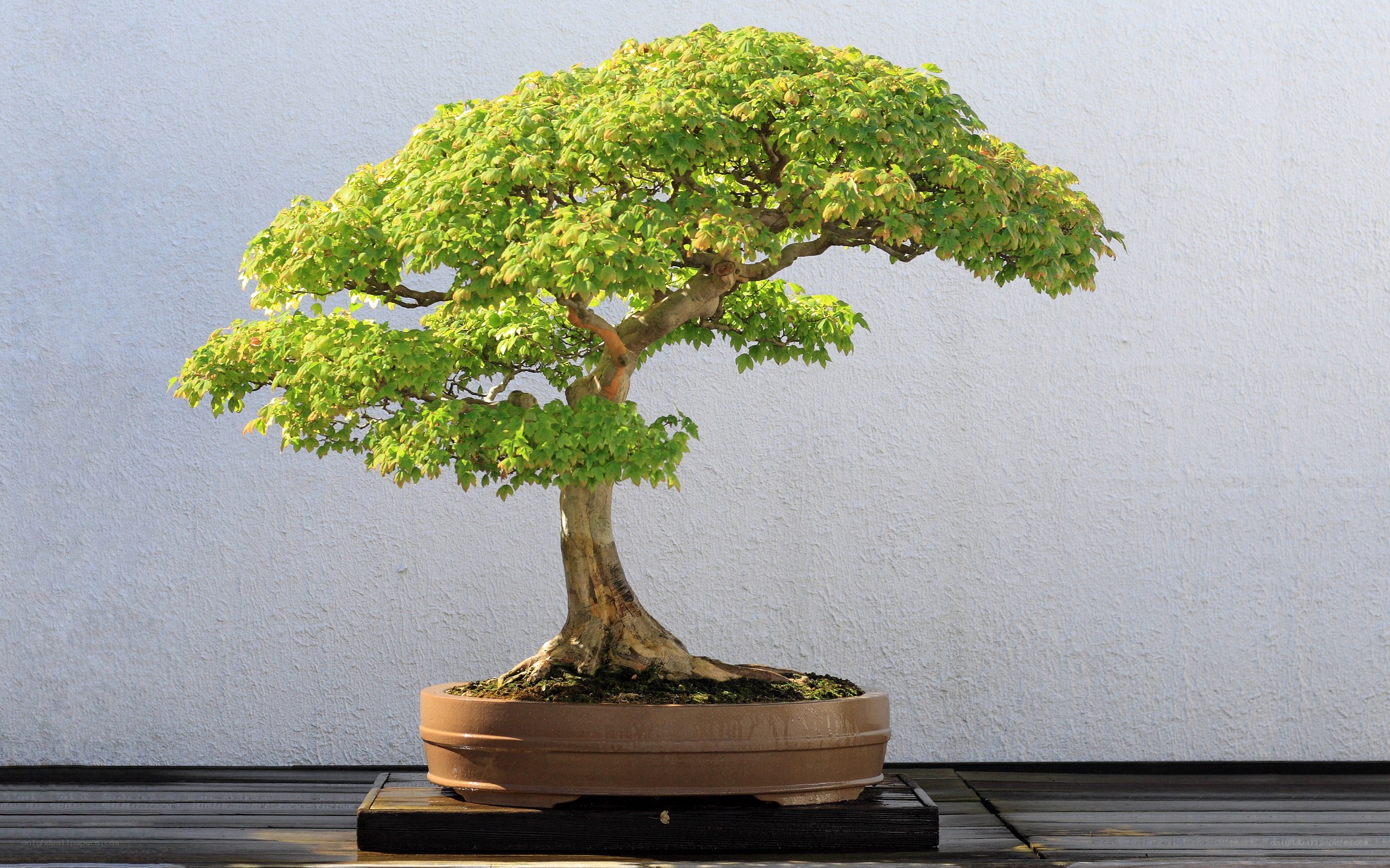 Bonsai tree in a pot