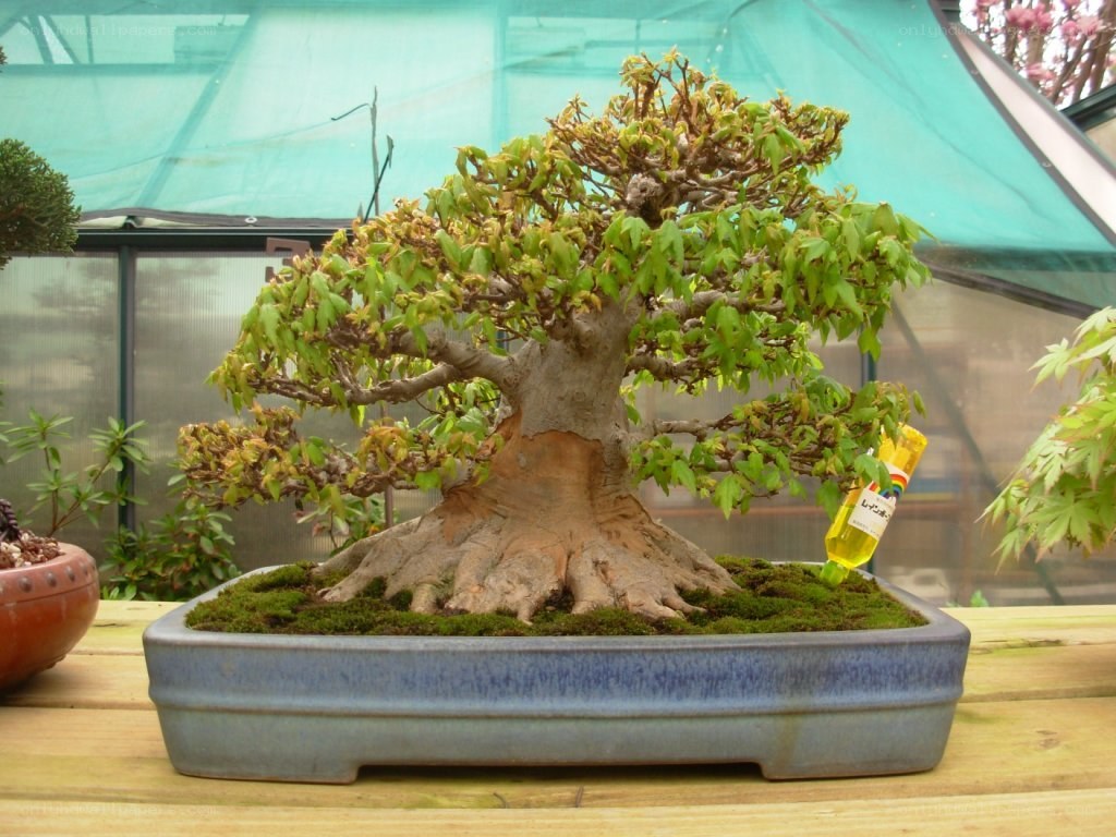 bonsai tree in a pot