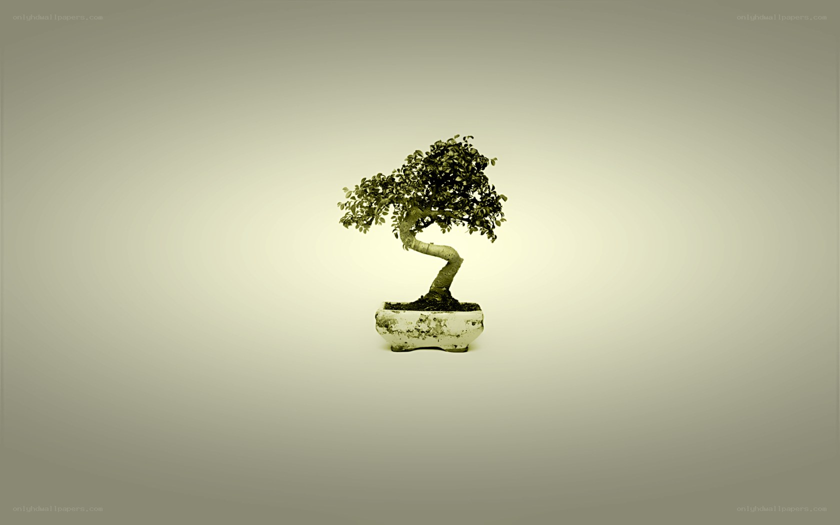 Bonsai tree in a pot