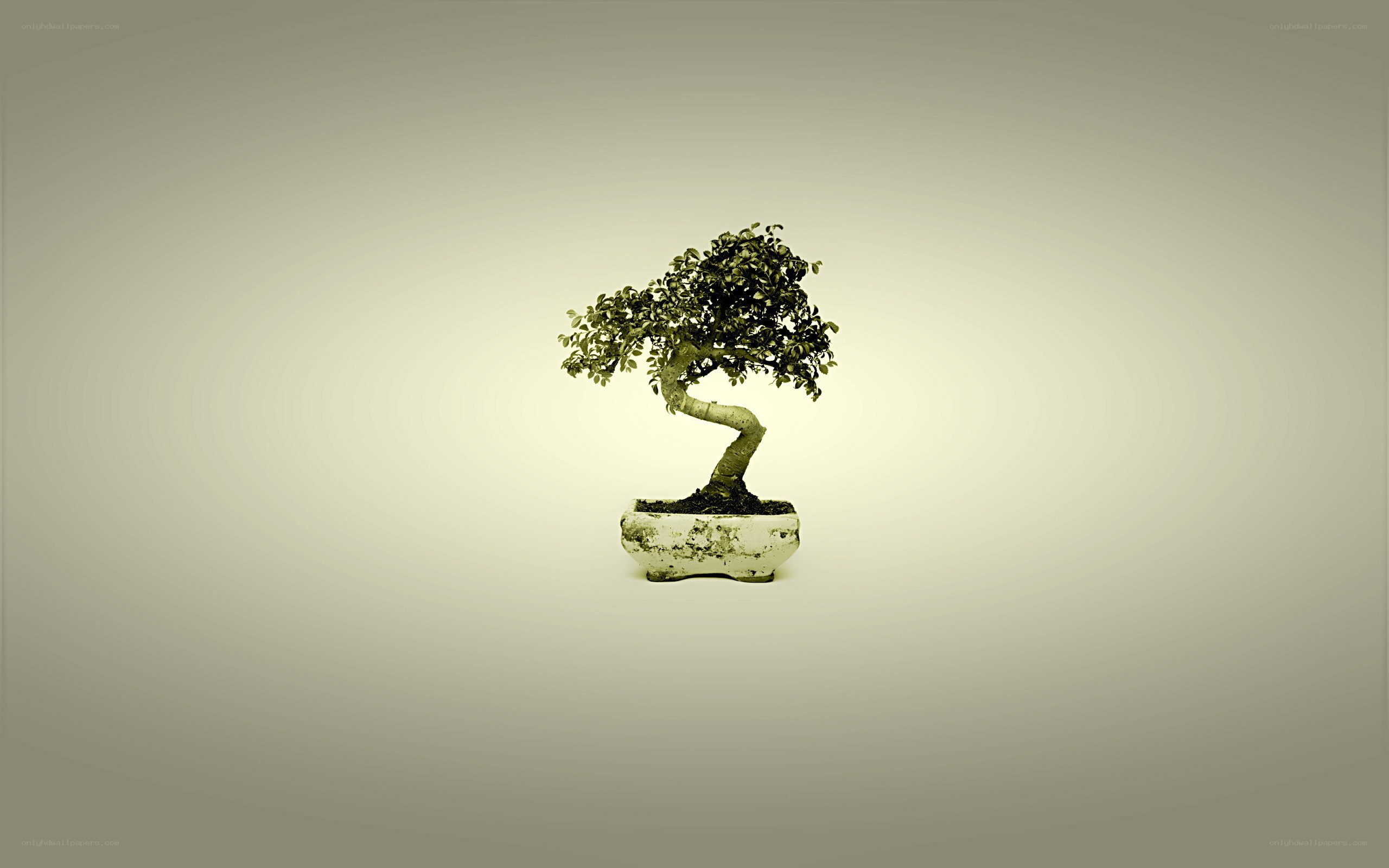 Bonsai tree in a pot