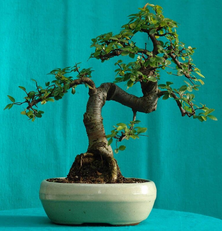Bonsai tree in a pot