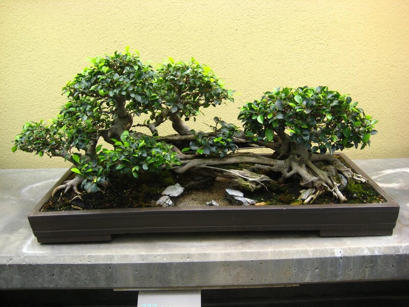 Bonsai tree in a rectangular pot