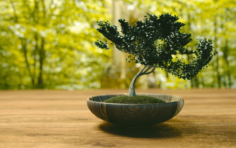 Bonsai Tree in Bowl