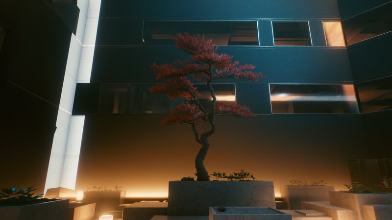Bonsai Tree in Courtyard