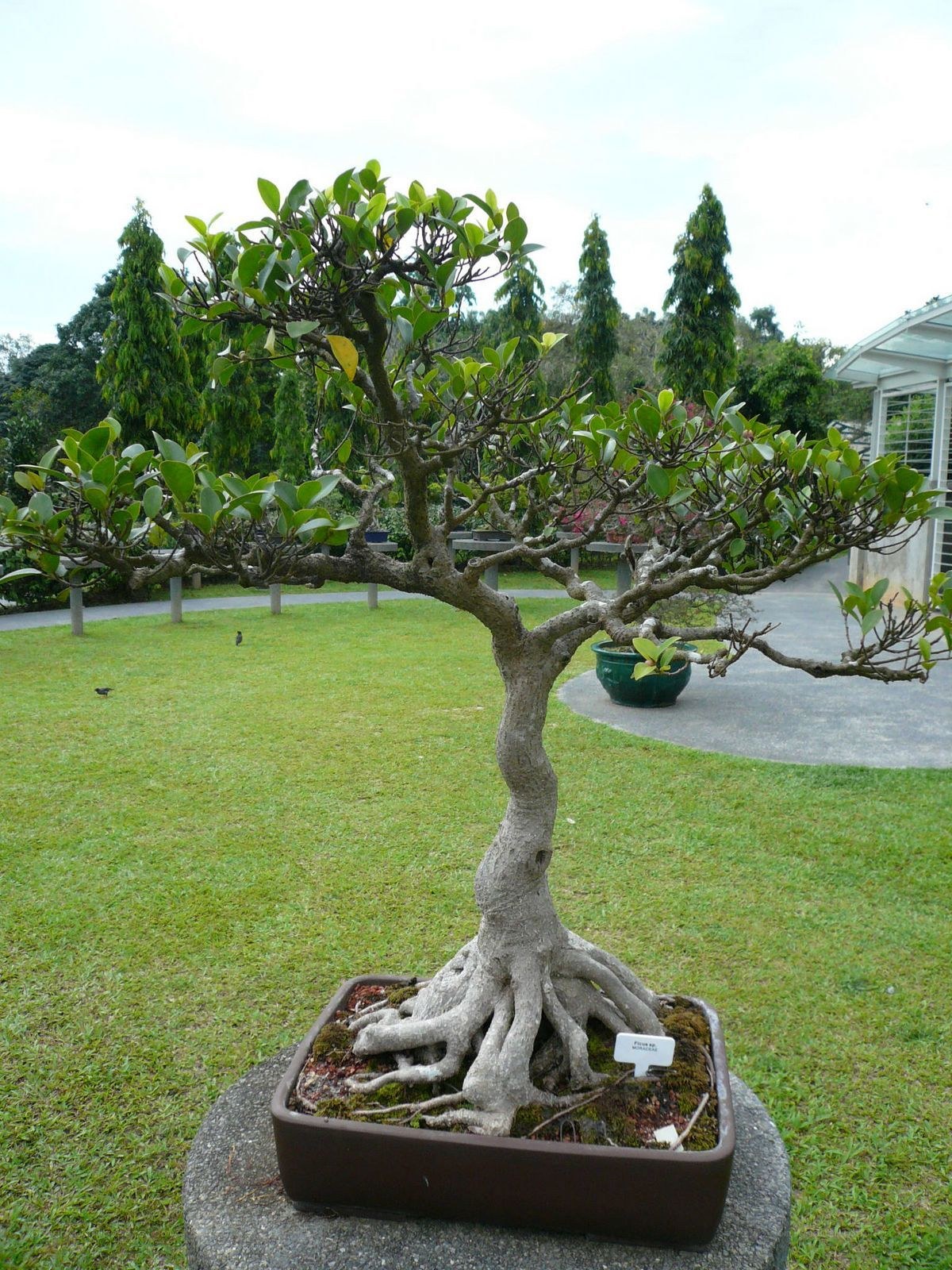 Bonsai tree in garden