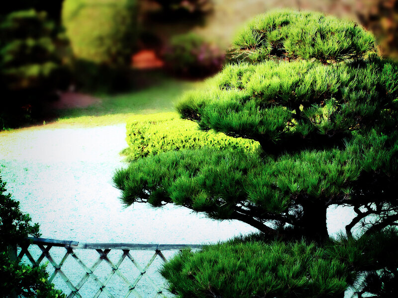 Bonsai Tree in Garden — Green, Serene, Afternoon, Photograph