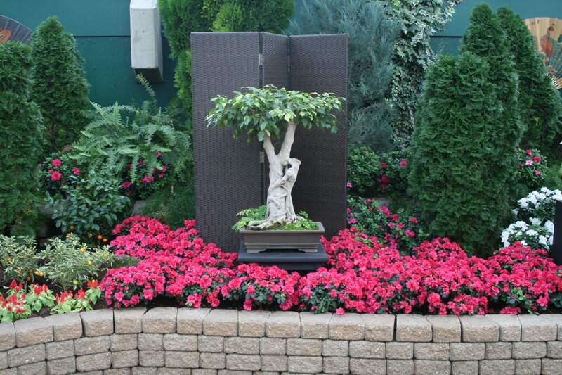 Bonsai Tree in Garden — Green