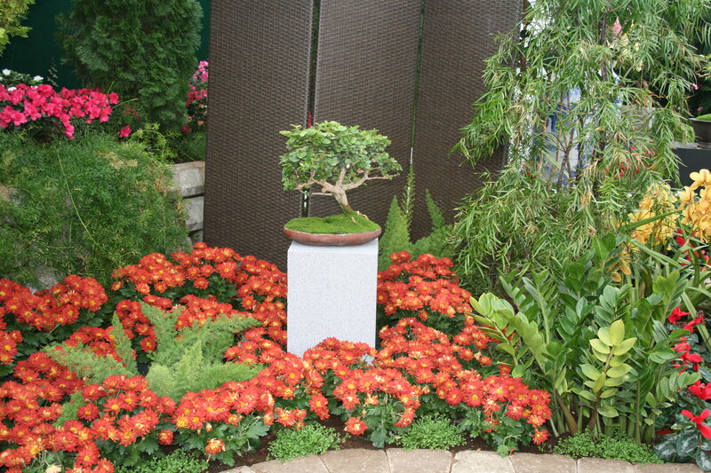 Bonsai Tree in Garden — Red