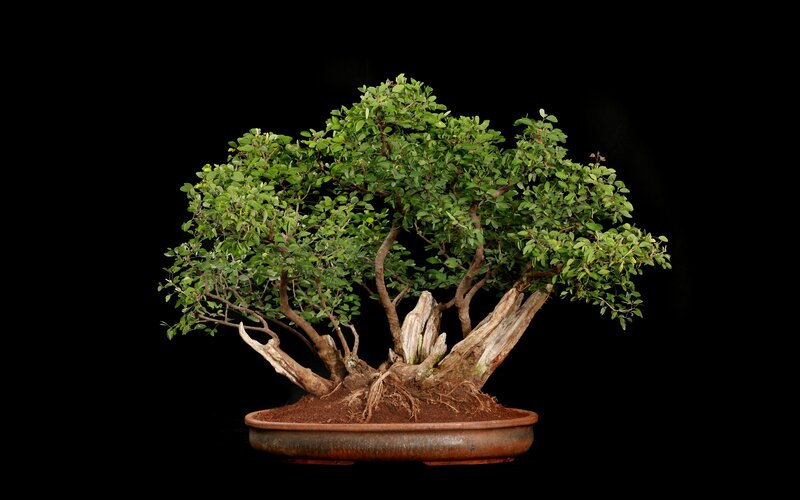 bonsai tree in pot
