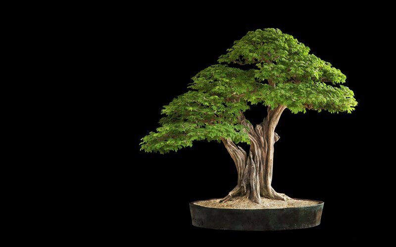 bonsai tree in pot