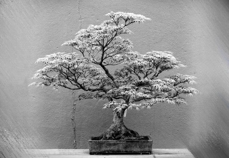 Bonsai Tree in Pot — Black