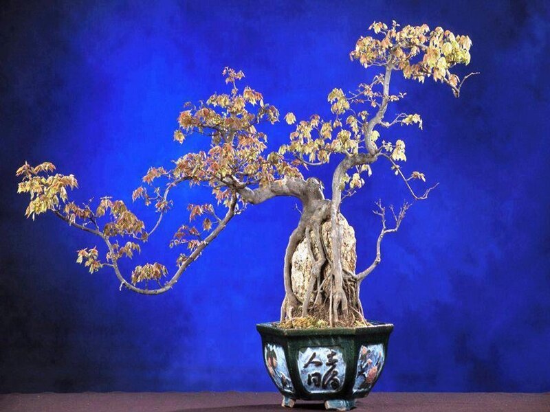 Bonsai Tree in Pot — Blue, Dramatic