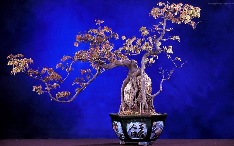 Bonsai Tree in Pot — Blue