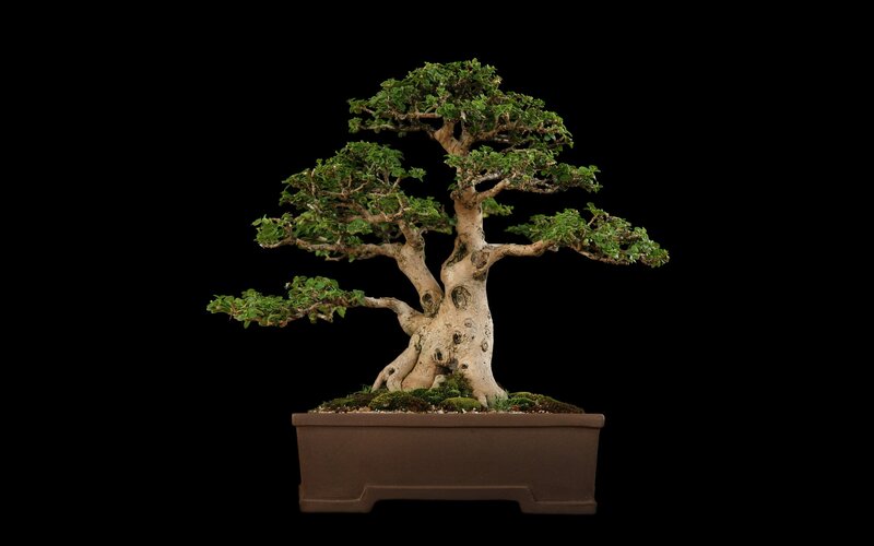 Bonsai Tree in Pot — Brown, Serene, Photograph, Moss