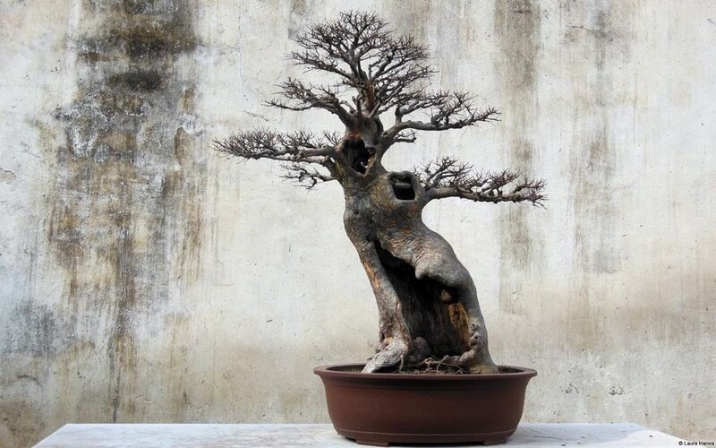 Bonsai Tree in Pot — Brown, Serene