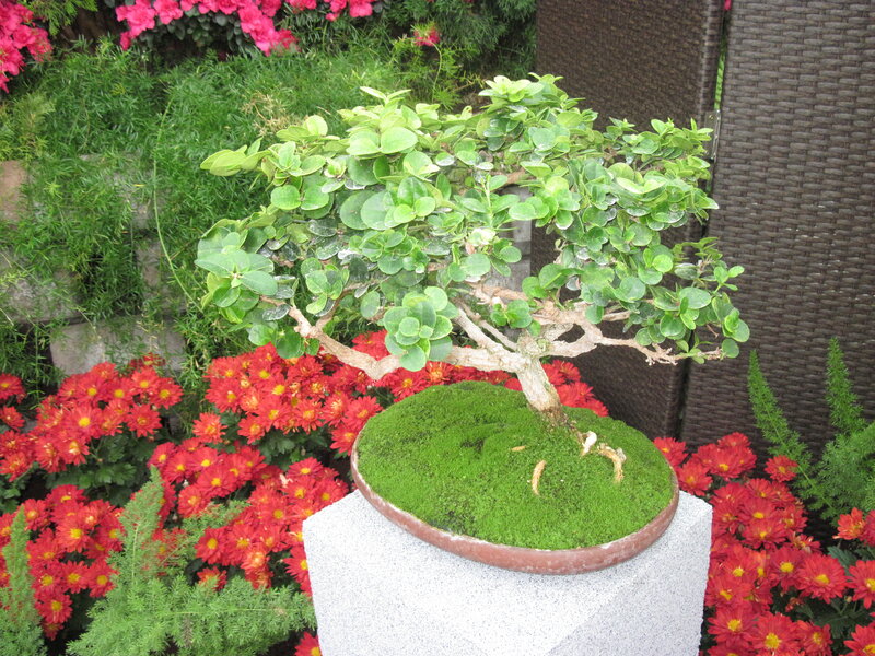 Bonsai Tree in Pot — Green, Calm