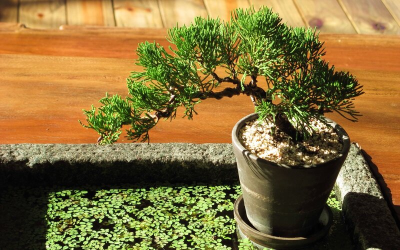 Bonsai Tree in Pot — Green, Serene, Afternoon, Photograph, Wooden Surface