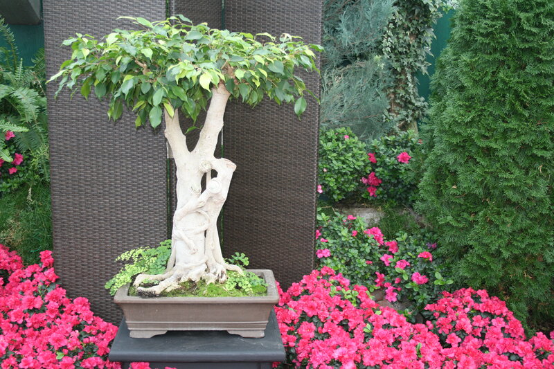 Bonsai Tree in Pot — Green, Serene, Afternoon