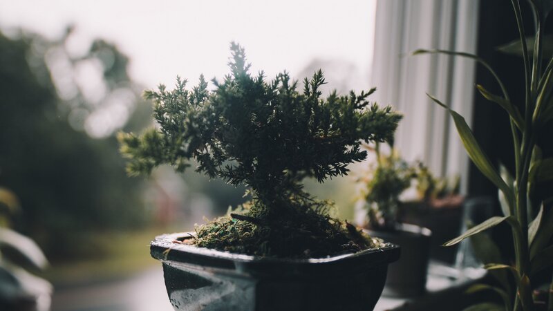 Bonsai Tree in Pot — Green, Serene, Morning