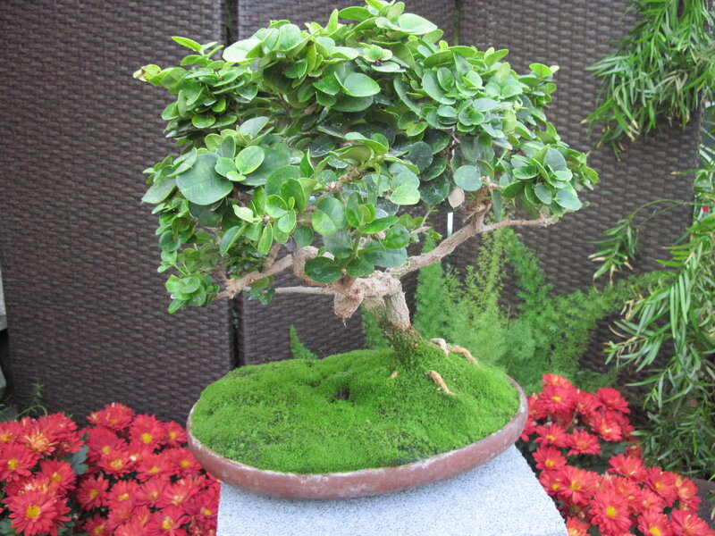 Bonsai Tree in Pot — Green, Serene, Photograph, Moss