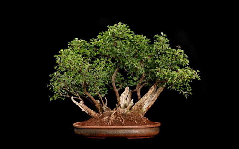 Bonsai Tree in Pot — Green, Serene, Photograph, Soil, Brown, Black