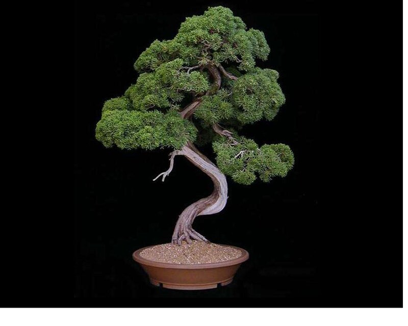 Bonsai Tree in Pot — Green, Serene, Photograph, Soil