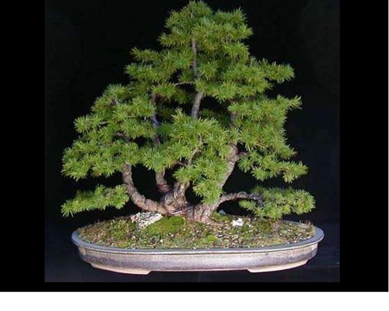 Bonsai Tree in Pot — Green, Serene, Photograph