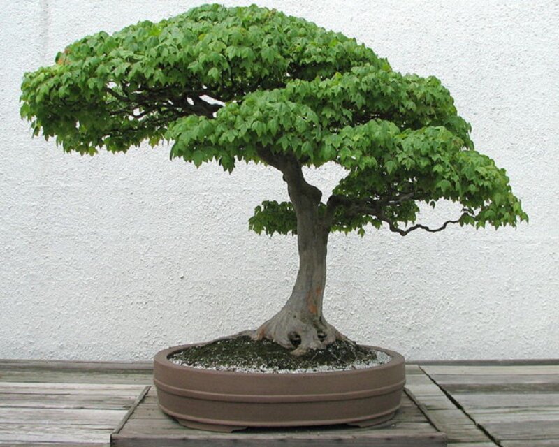 Bonsai Tree in Pot — Green, Serene, Photograph, Wall, Wooden Surface