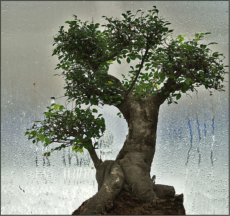 Bonsai Tree in Pot — Green