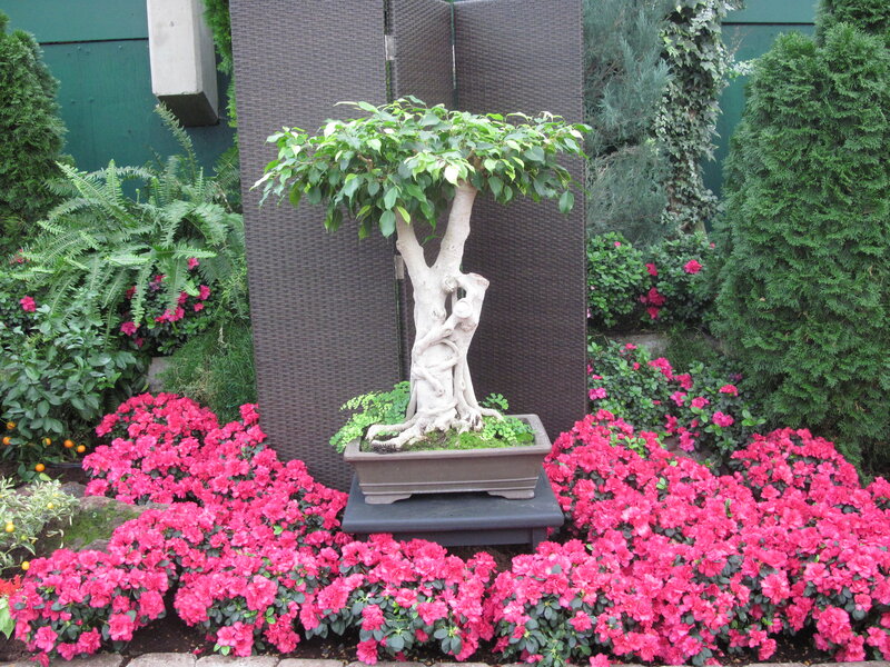 Bonsai Tree in Pot — Pink