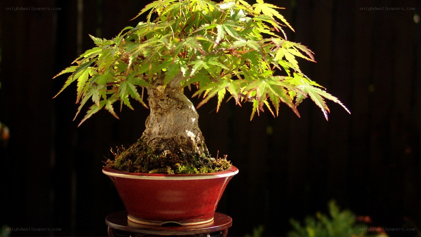 Bonsai tree in red pot