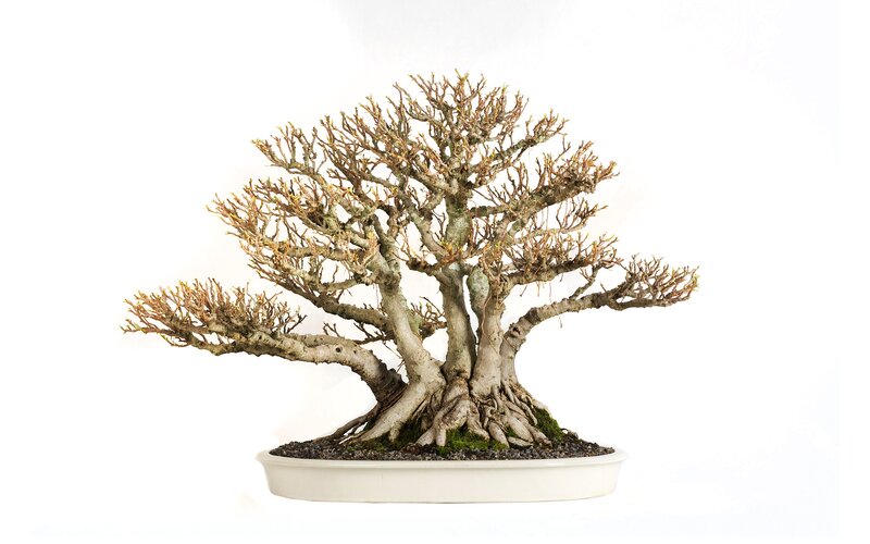 Bonsai tree in white pot