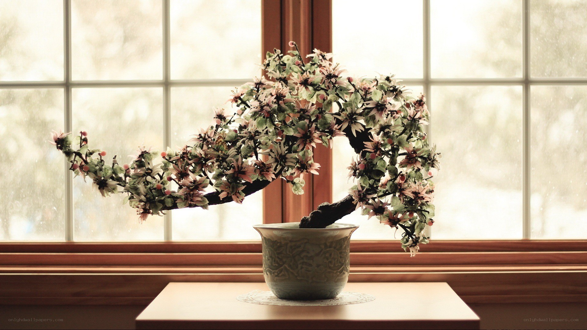 Bonsai tree in window light