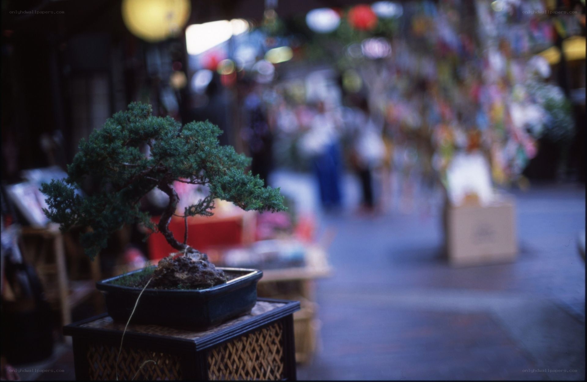 Bonsai tree on a street market