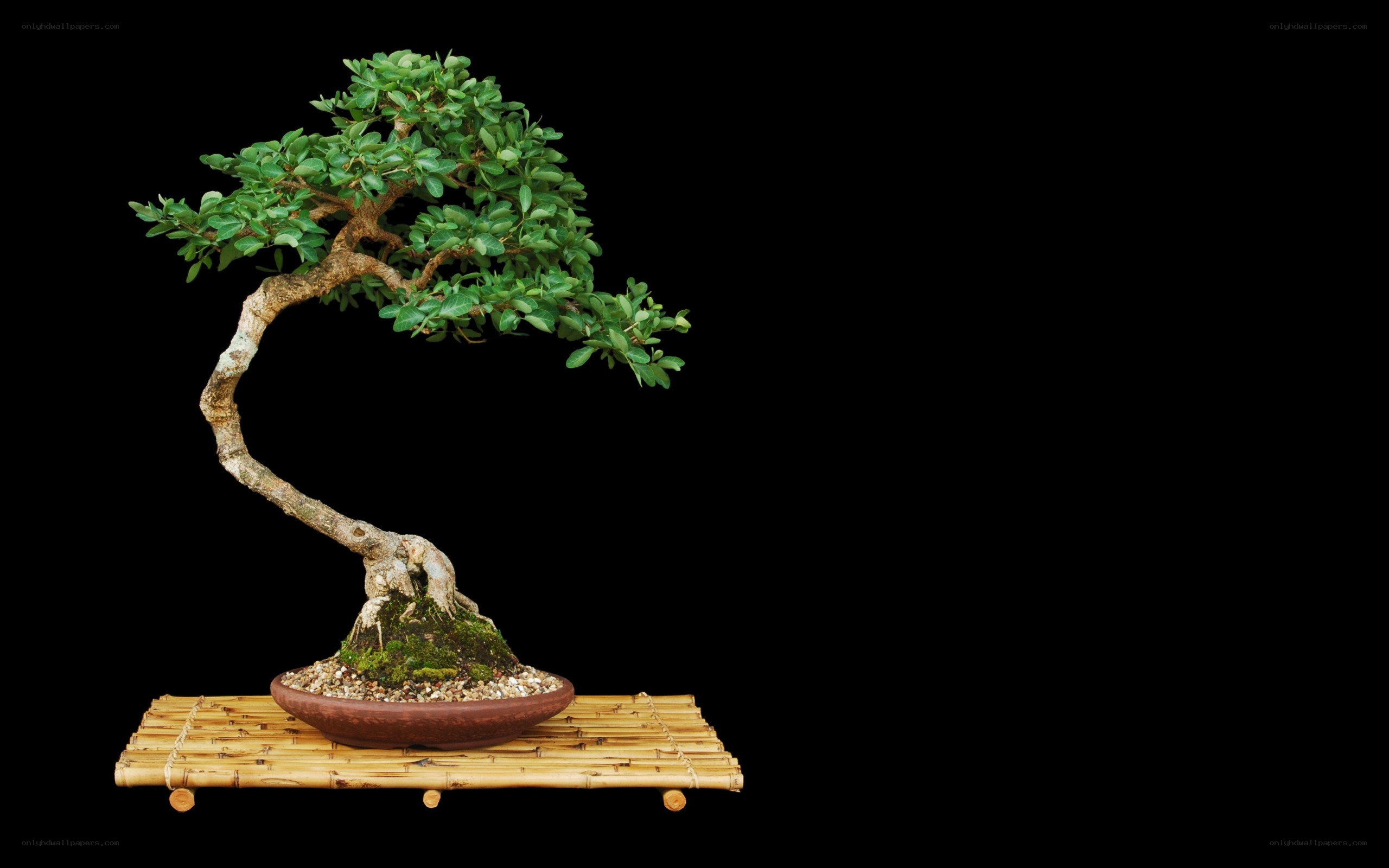 Bonsai tree on bamboo mat