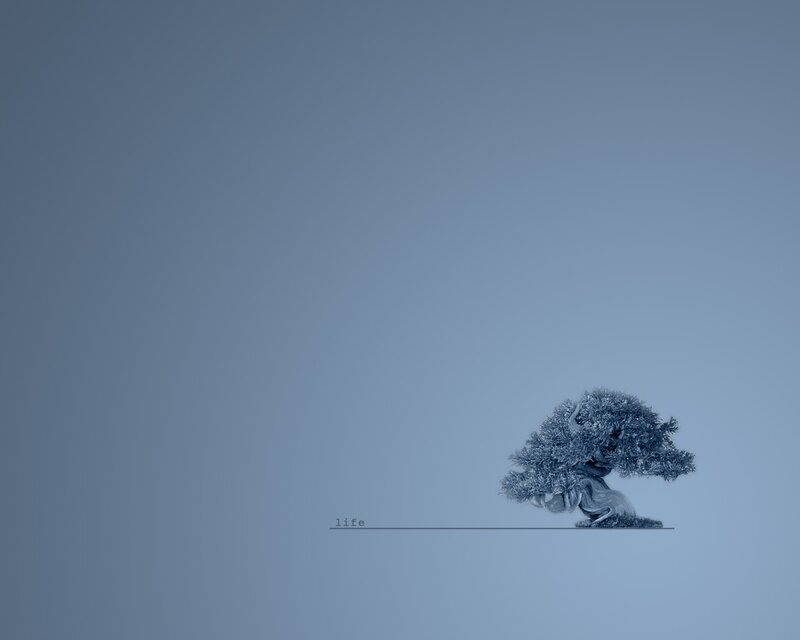 Bonsai tree on blue background