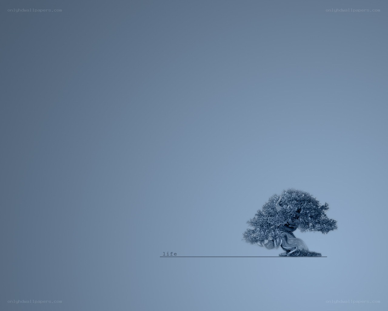 Bonsai tree on blue background
