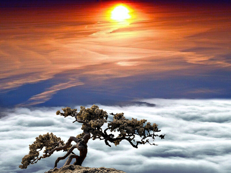 Bonsai Tree on Cliff