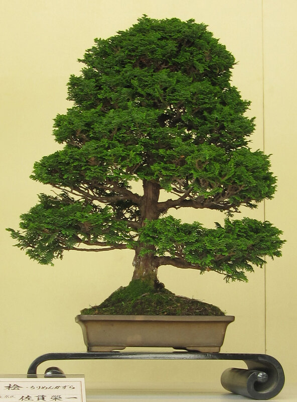 Bonsai tree on display