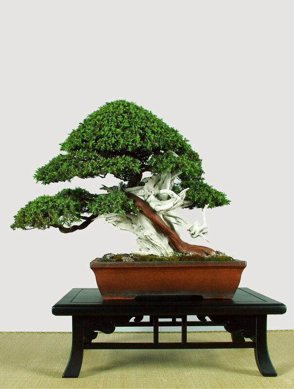 Bonsai tree on display