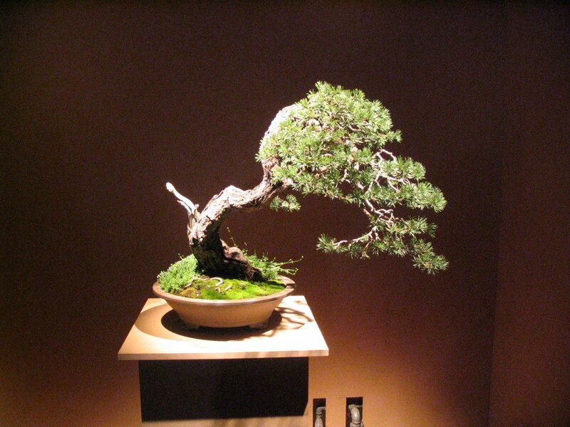 Bonsai tree on display